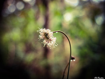 Delicate white - бесплатный image #295089